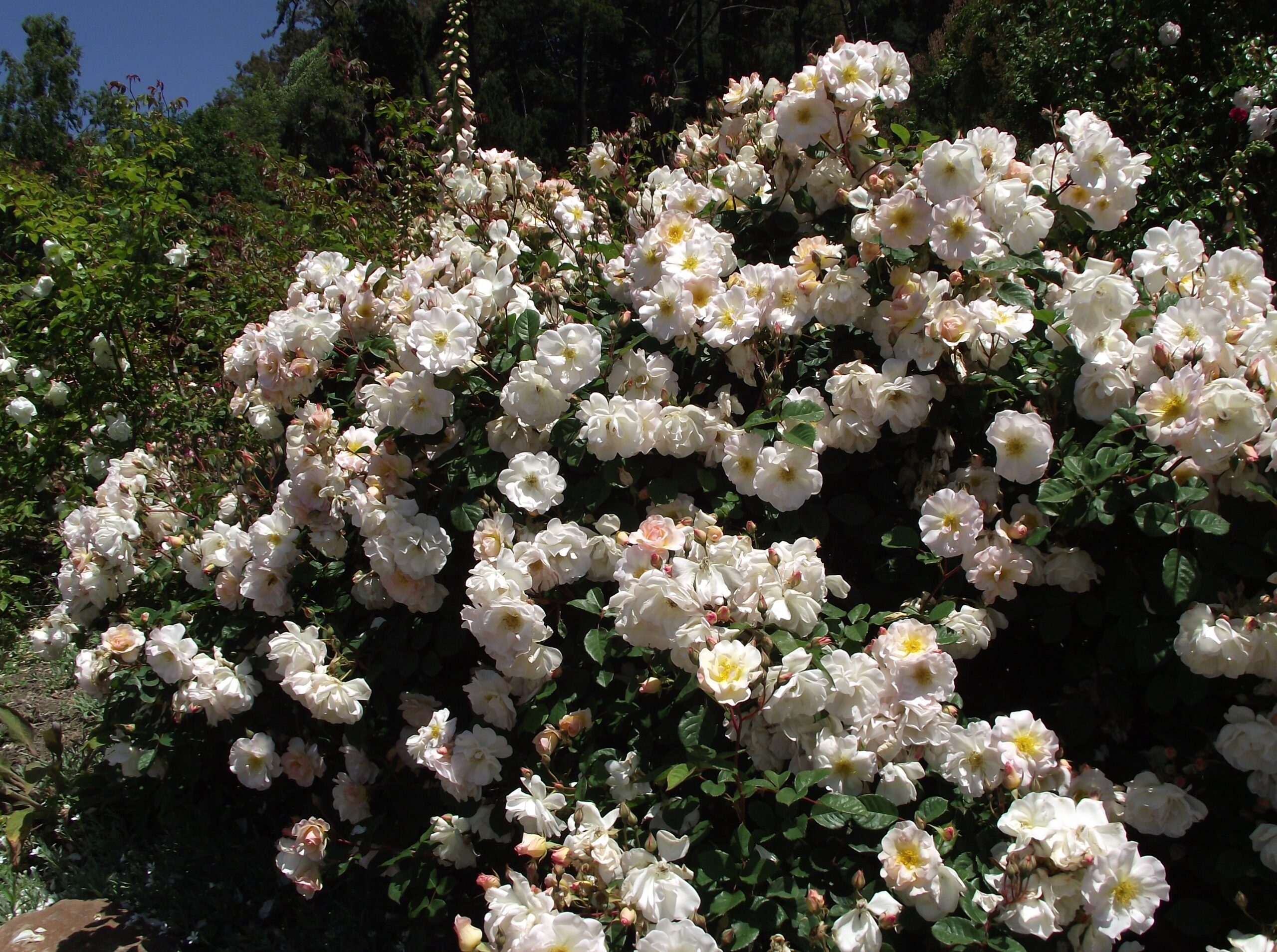 Роза Пенелоуп Хобхауз — изображение 4