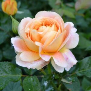 Роза Джинджер Силлабаб