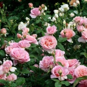 Роза Фрэнсис Блэйз