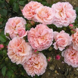 Роза Твигис Роуз