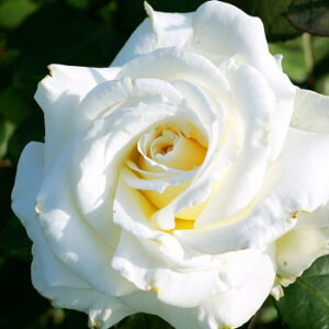 Роза Шнивальцер