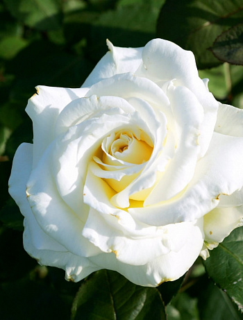 Роза Шнивальцер