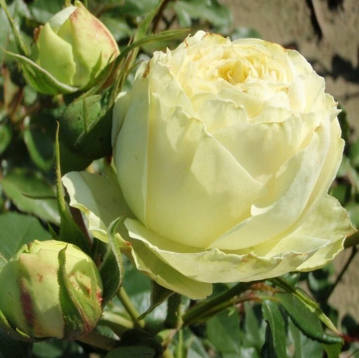 Роза Лемон Ваза