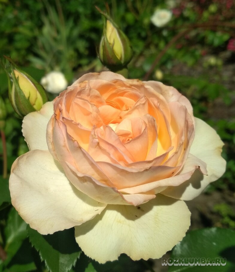 Роза Сан Суси — изображение 2