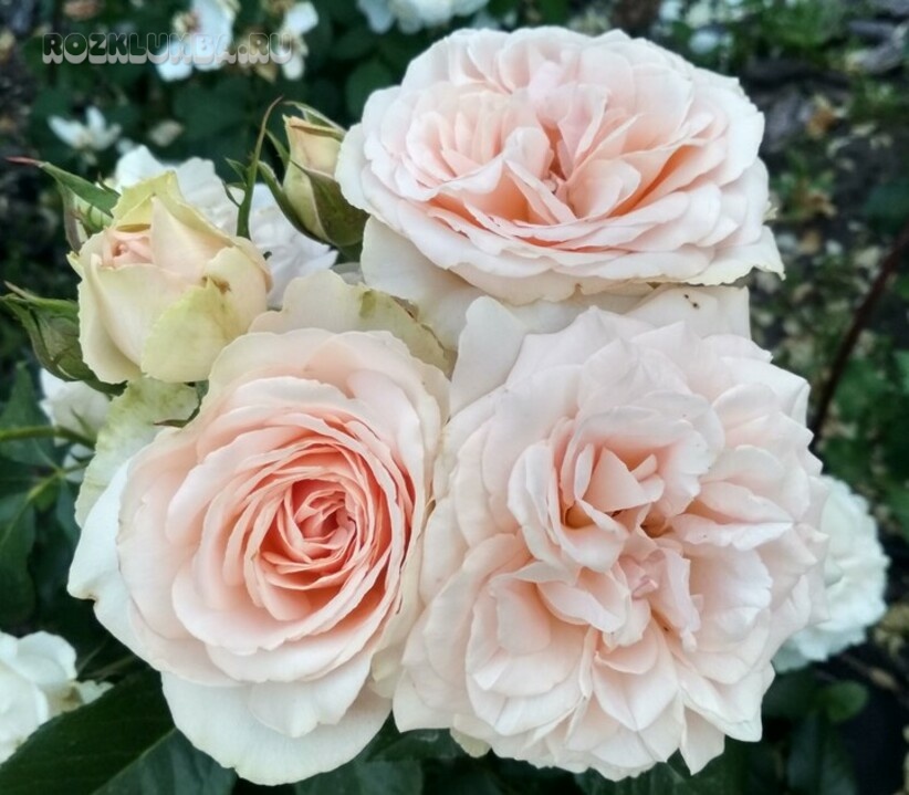 Роза Сан Суси