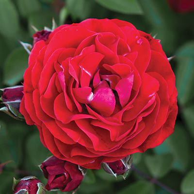 Роза Морава Река