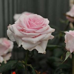 Роза Гамилтон Принцесс