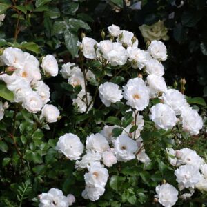 Роза Доминик Луазо