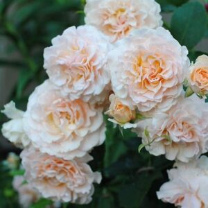 Роза Марджори Маршал