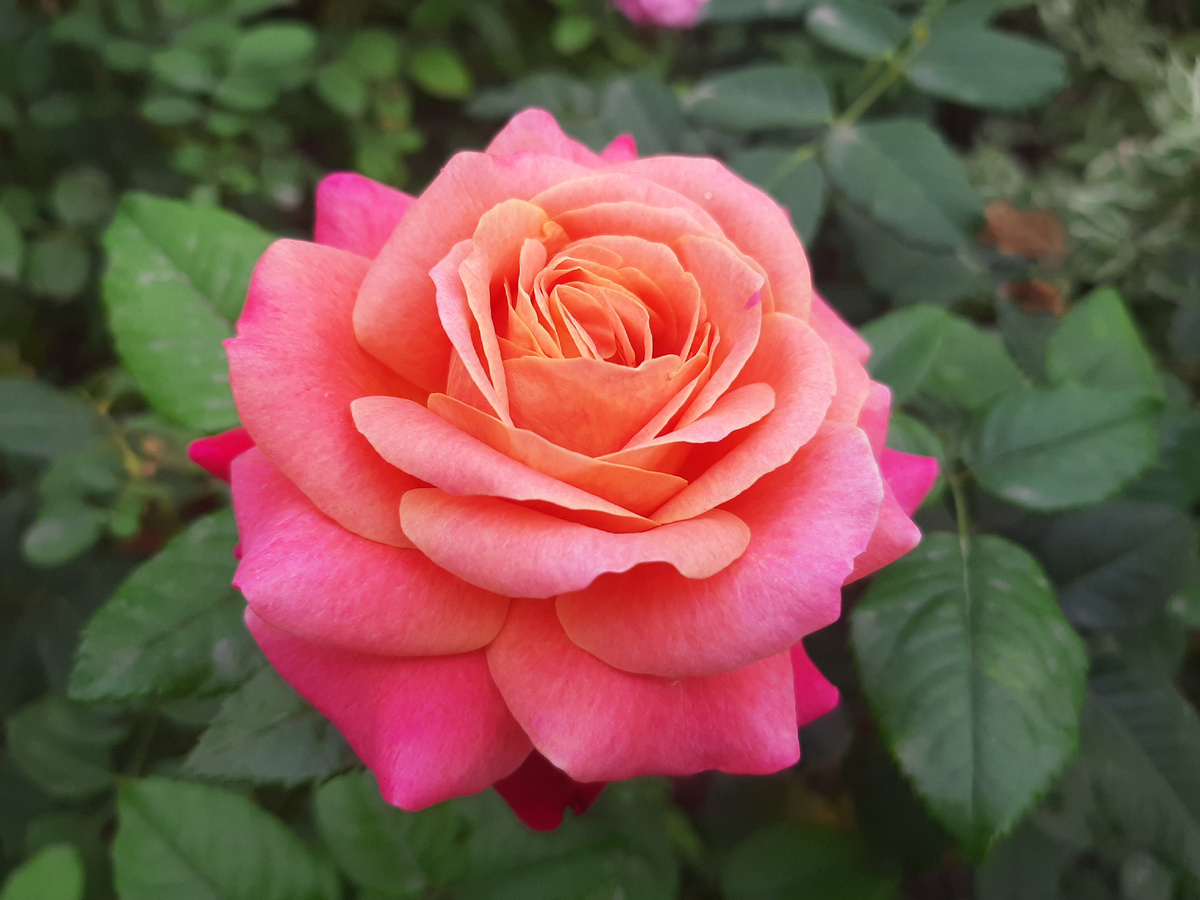 Роза Сурир де Довиль