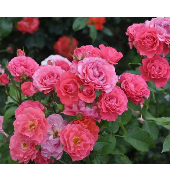 Роза Спешал Меморис — изображение 3