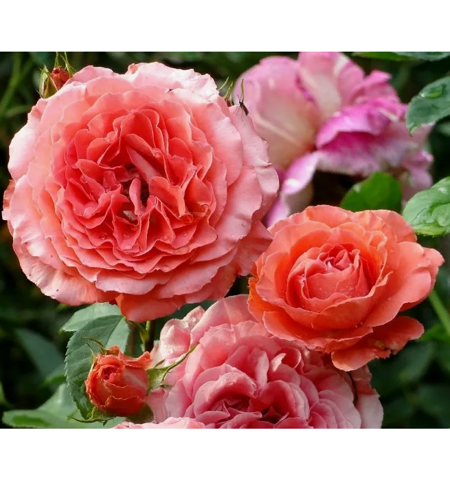 Роза Спешал Меморис