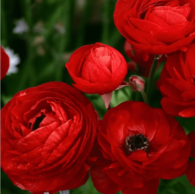 Ранункулюс Red 10 шт — изображение 2