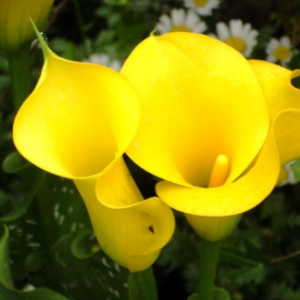 Калла Sunshine 1 шт