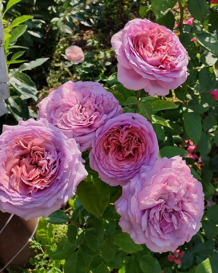 Роза Зе прайд