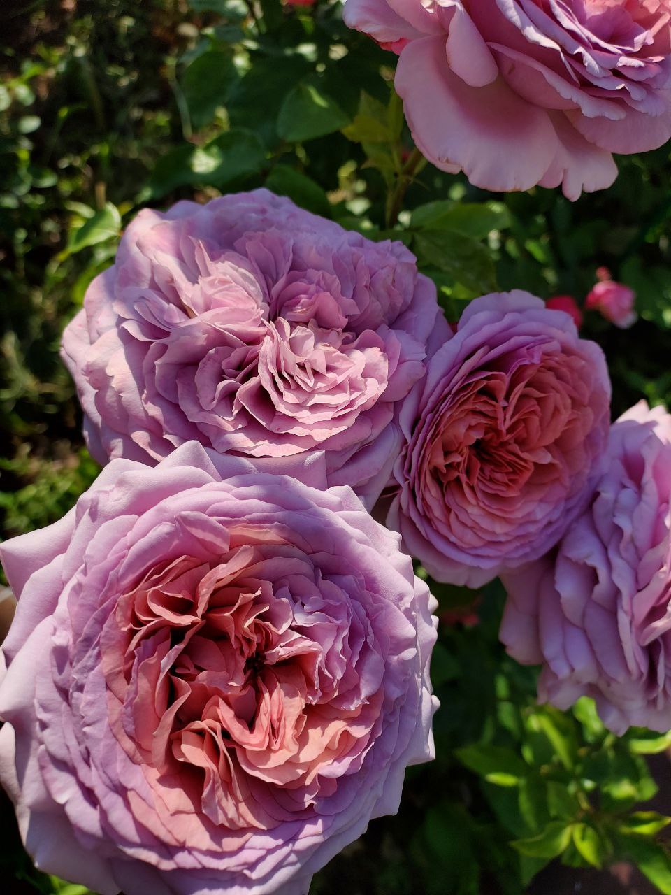 Роза Зе прайд — изображение 5