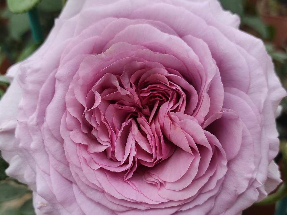 Роза Зе прайд — изображение 3