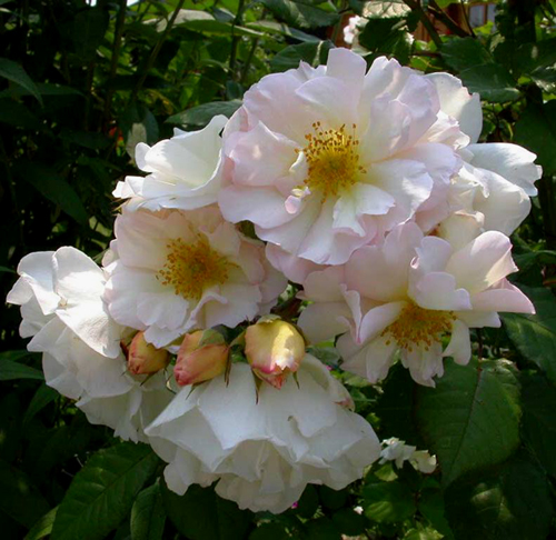 Роза Пенелоуп Хобхауз