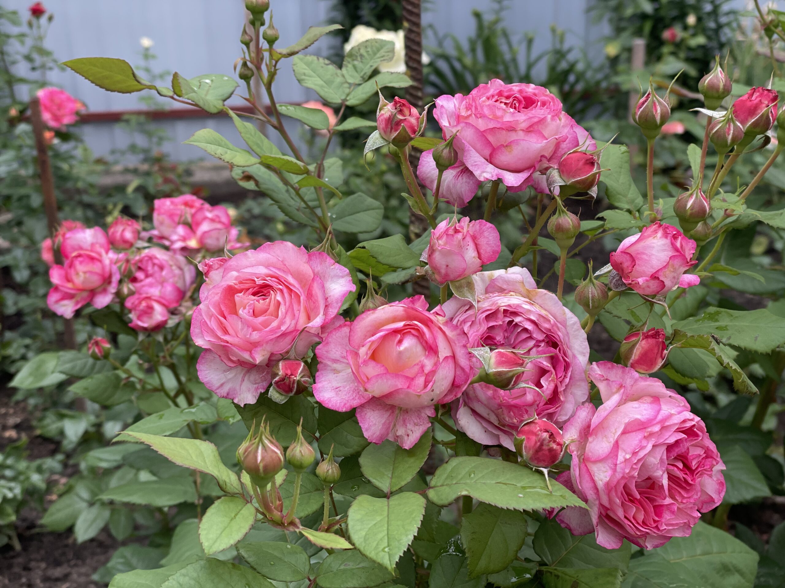 Роза Мадам де Сталь — изображение 3