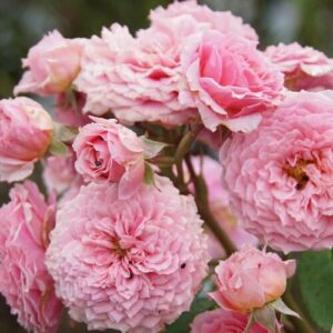 Роза Уильям Кристи