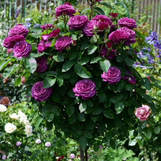 Роза Нью Эйдж — изображение 3