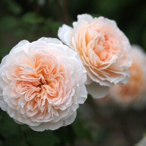 Роза Жардан де Л`Эссон