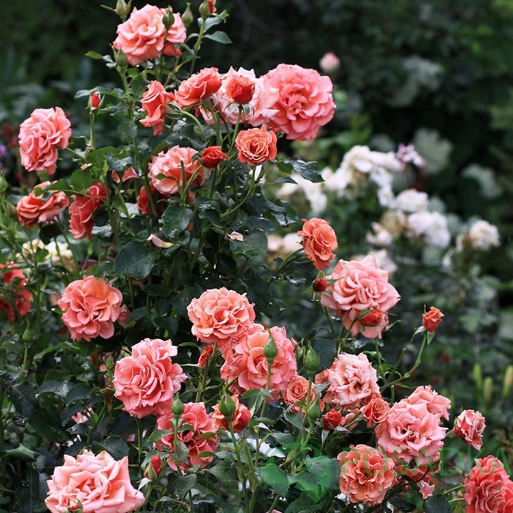 Роза Энн Хэндэрсон — изображение 5