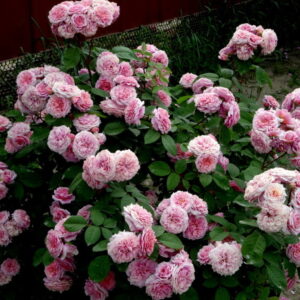 Роза Уильям Кристи