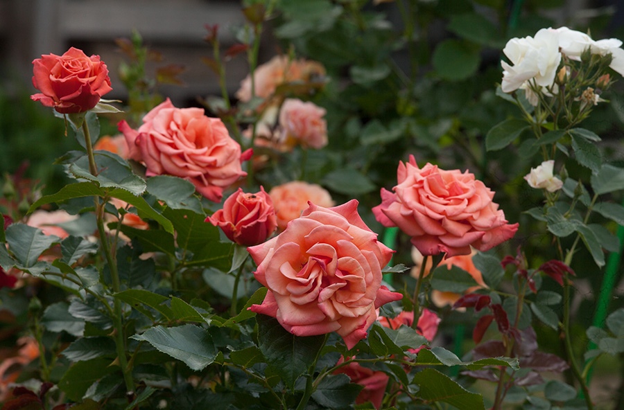 Роза Энн Хэндэрсон — изображение 4