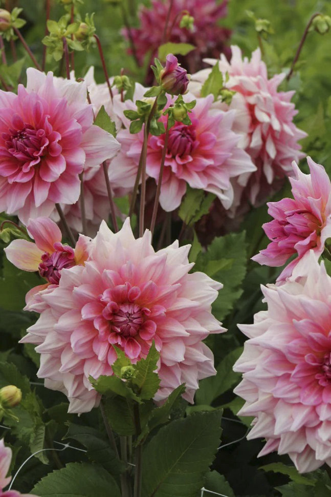 Георгина Оттос Трилл — изображение 2