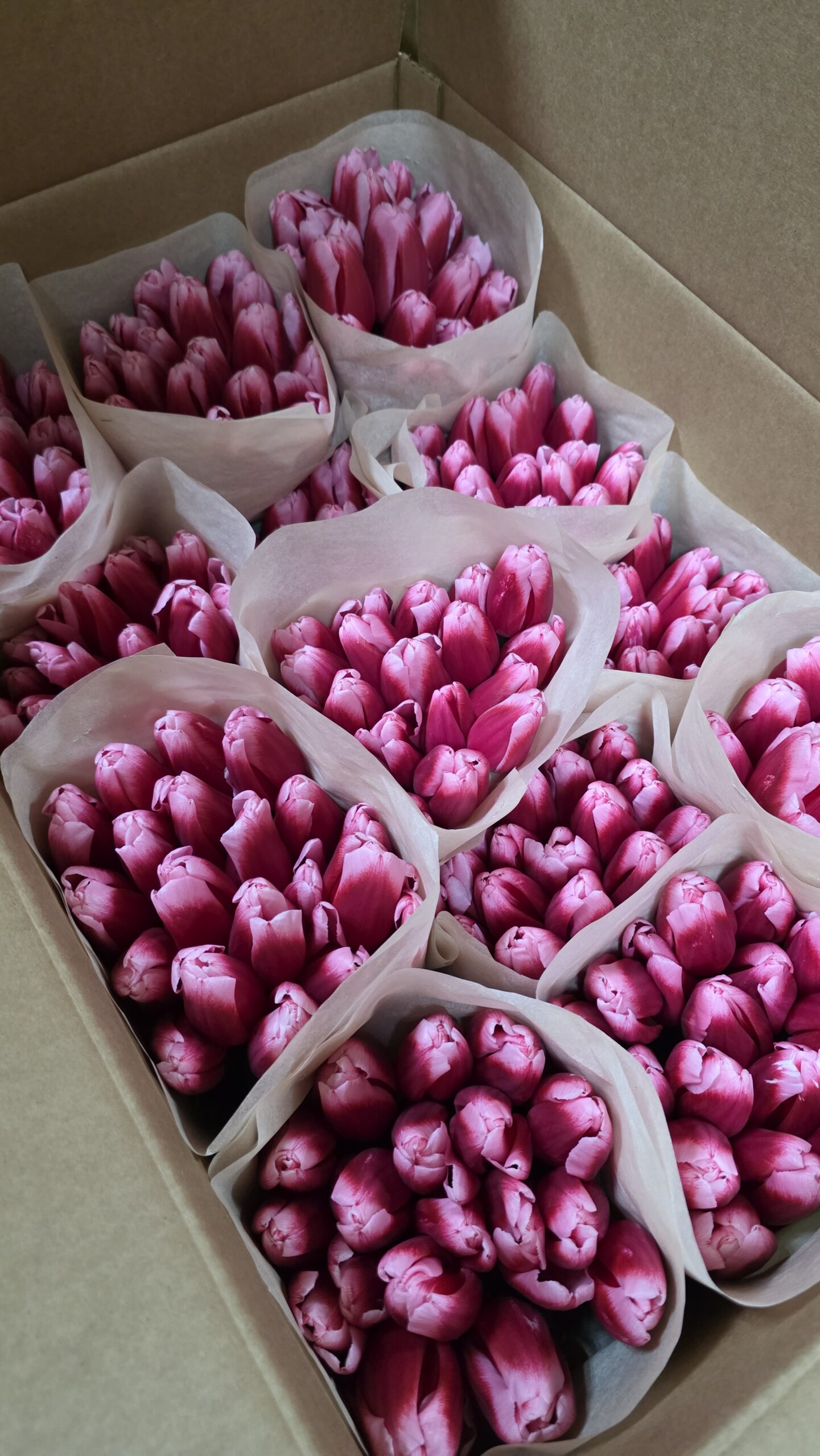 Тюльпаны 21шт — изображение 7