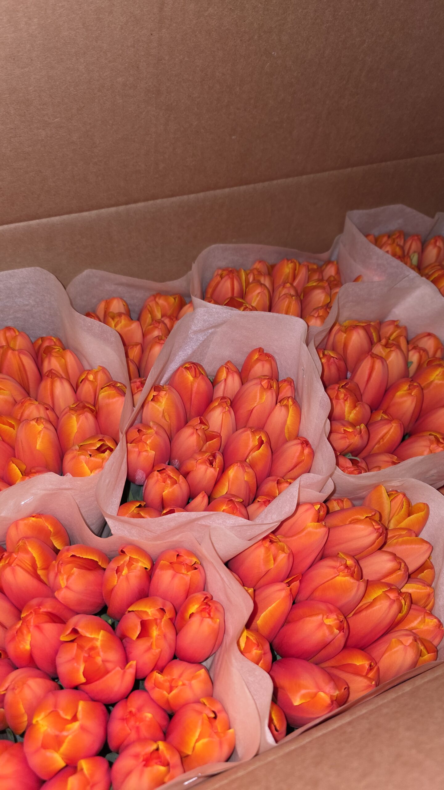 Тюльпаны 21шт — изображение 5