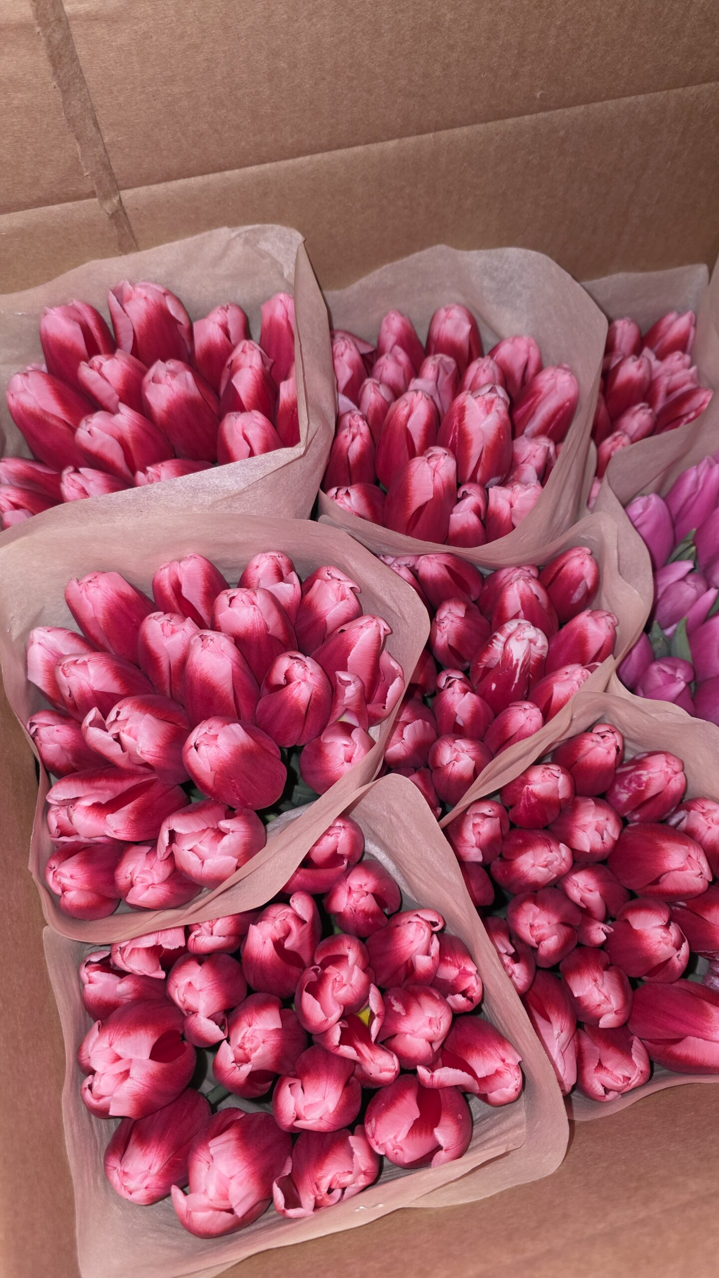 Тюльпаны 21шт — изображение 4