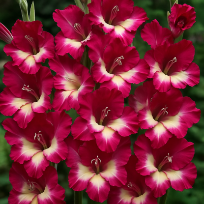 Гладиолус Джо Джо 7 шт — изображение 2