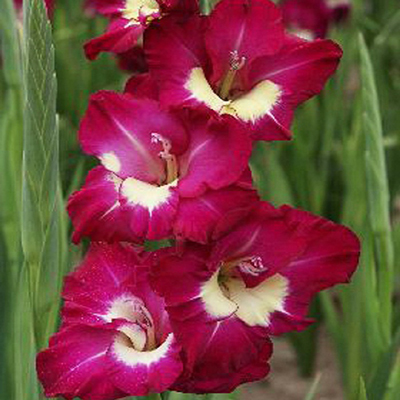 Гладиолус Джо Джо 7 шт