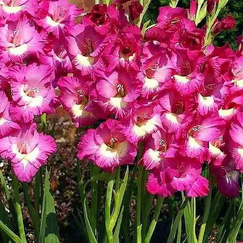 Гладиолус Джо Джо 7 шт — изображение 4