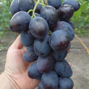 Виноград Матадор