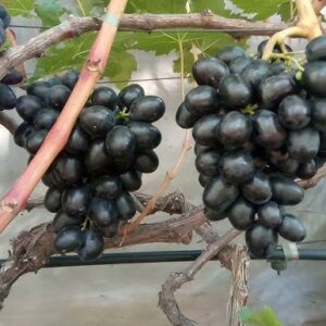 Виноград Матадор