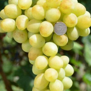Виноград Модница (Новинка)