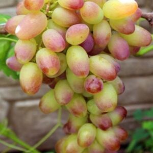 Виноград Модница (Новинка)