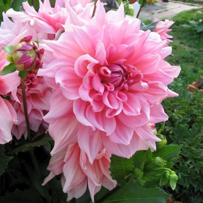 Георгина Оттос Трилл