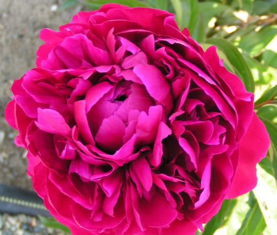 Пион Philippe Rivoire