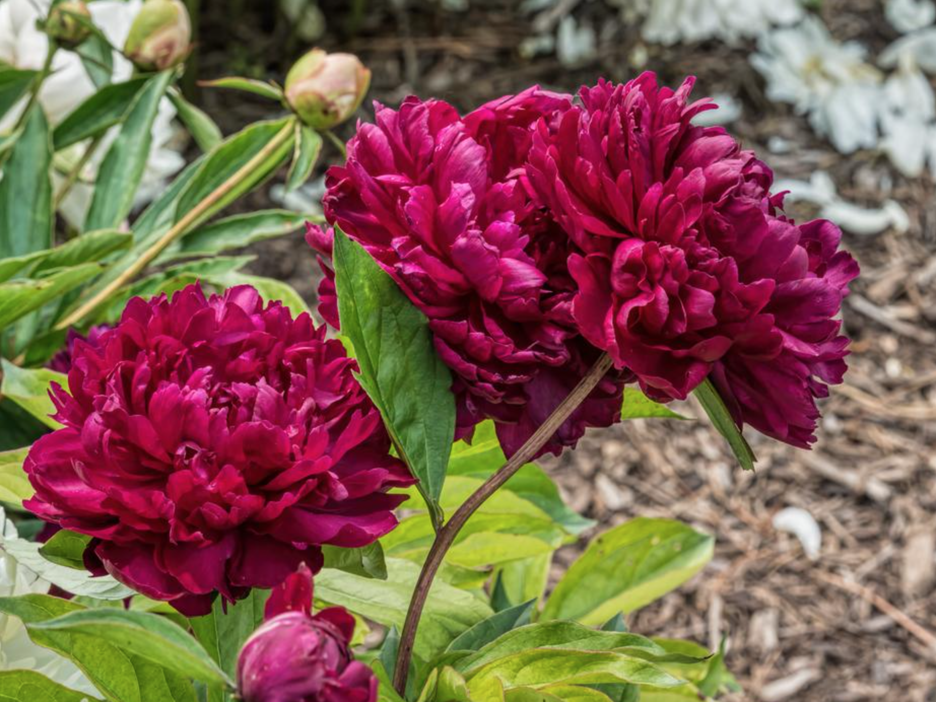 Пион Philippe Rivoire — изображение 4