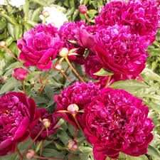 Пион Philippe Rivoire — изображение 2