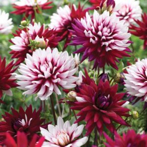 Георгина Ребекас Ворлд