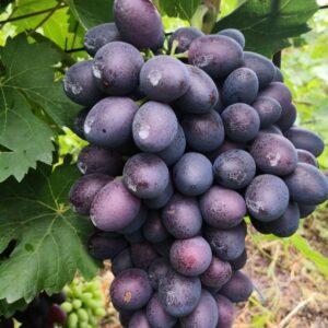 Виноград Торнадо