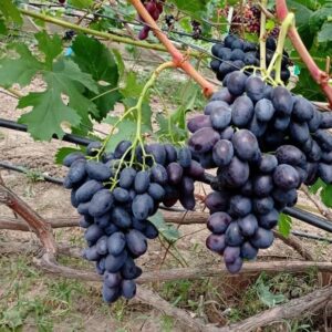 Виноград Торнадо
