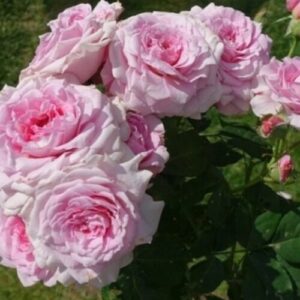 Роза Ламартин э Трессерв