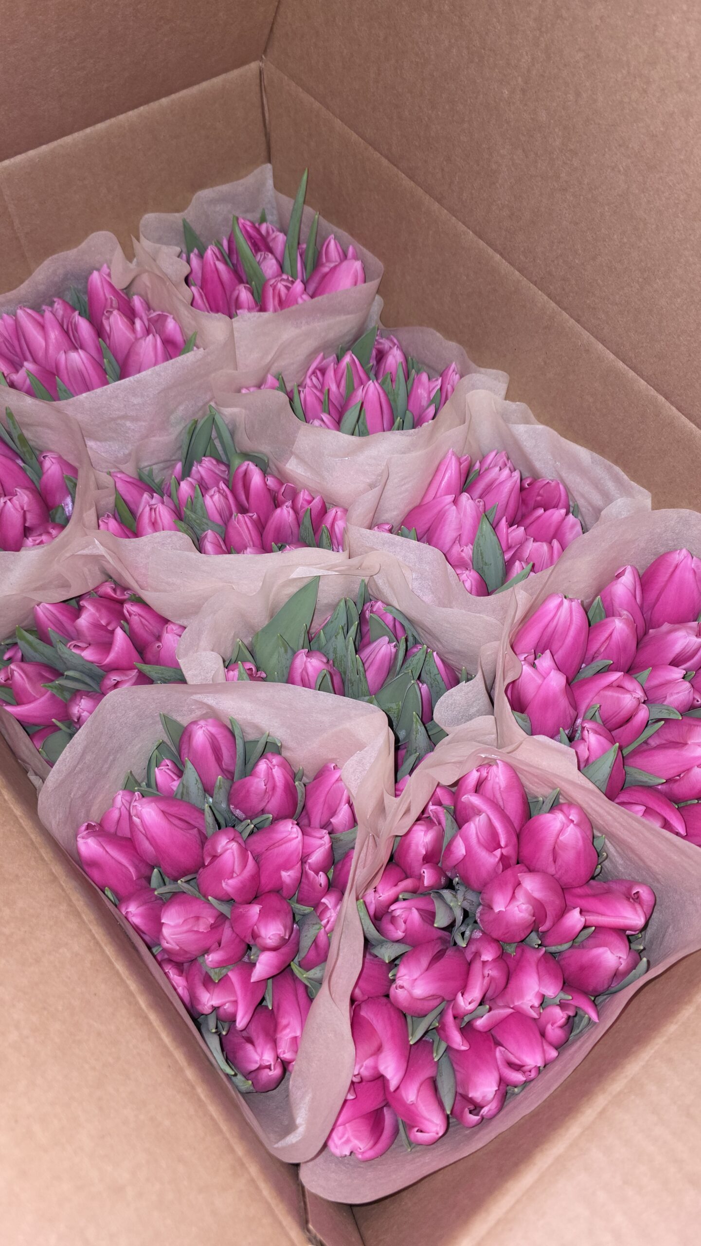 Тюльпаны 21шт — изображение 17