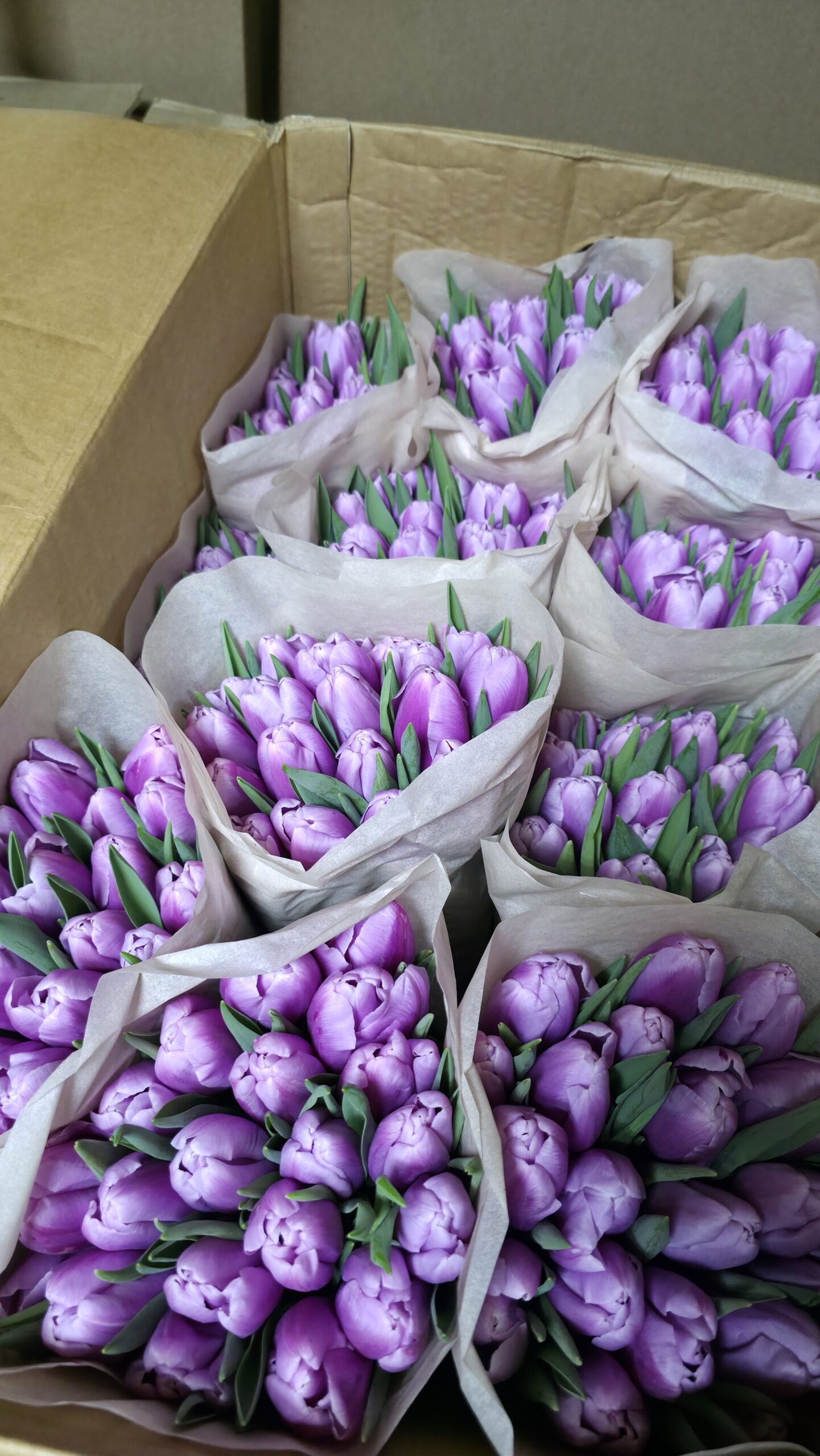 Тюльпаны 21шт — изображение 16